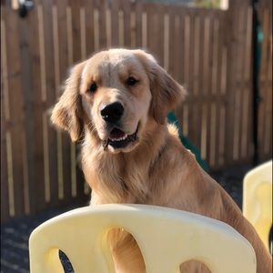 Meet your Posher, Darlene